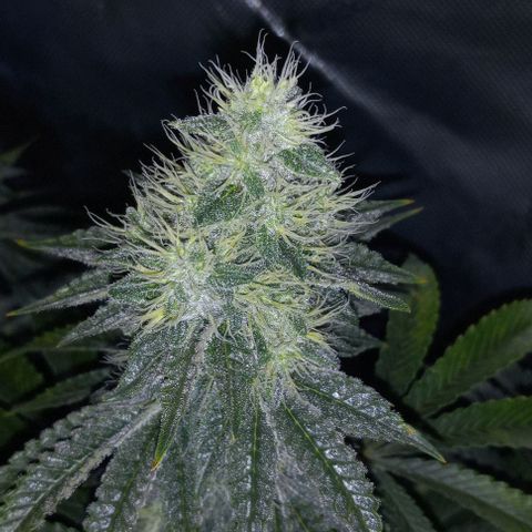 End Game #2 growlog timeline photo