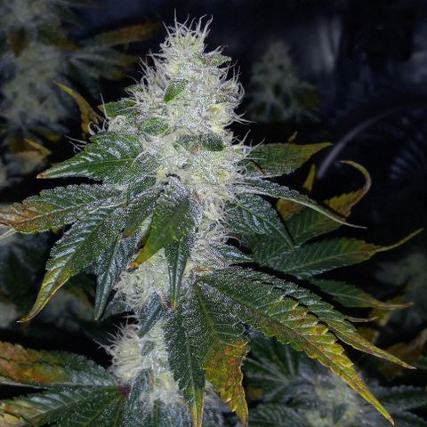 End Game #3 growlog timeline photo