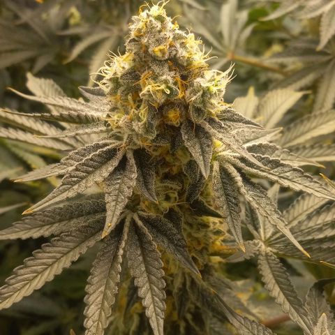 End Game #1 growlog timeline photo