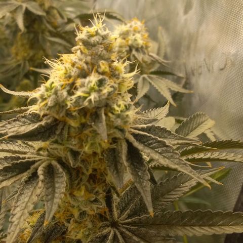 End Game #1 growlog timeline photo