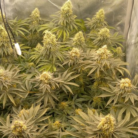 End Game #1 growlog timeline photo