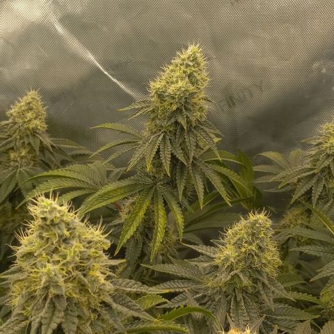 End Game #2 growlog timeline photo