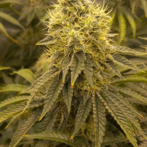 End Game #2 growlog timeline photo