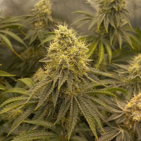 End Game #2 growlog timeline photo