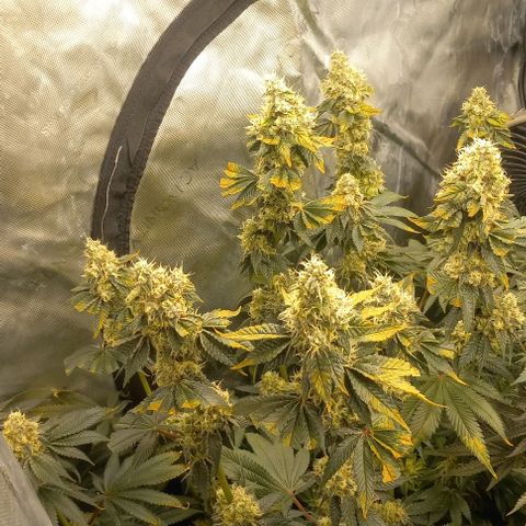 End Game #3 growlog timeline photo