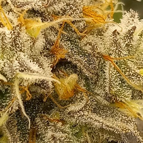 End Game #1 growlog timeline photo
