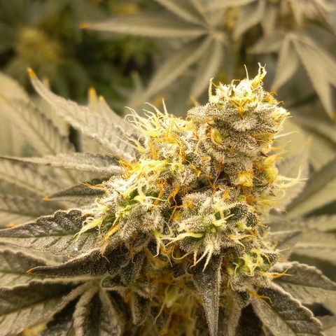 End Game #1 growlog timeline photo