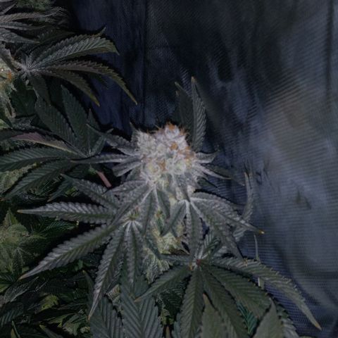 End Game #1 growlog timeline photo
