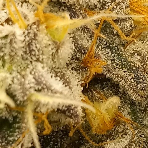 End Game #1 growlog timeline photo