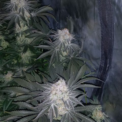 End Game #1 growlog timeline photo