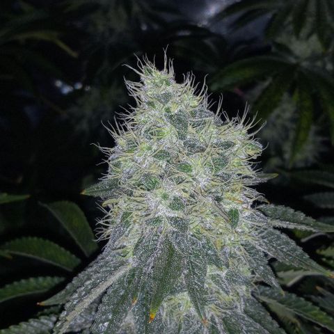 End Game #2 growlog timeline photo