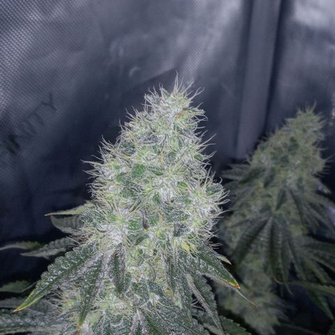 End Game #2 growlog timeline photo