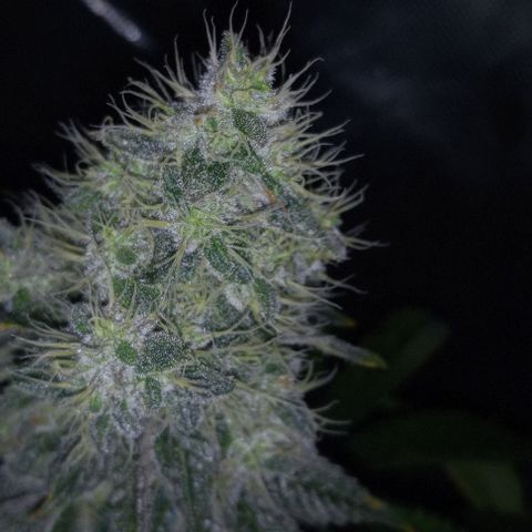End Game #2 growlog timeline photo