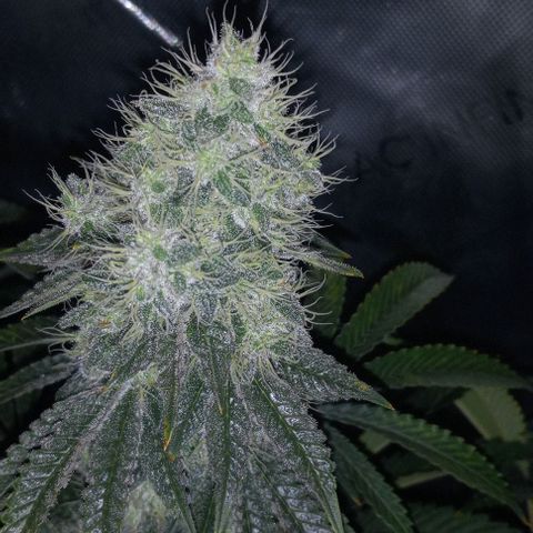 End Game #2 growlog timeline photo