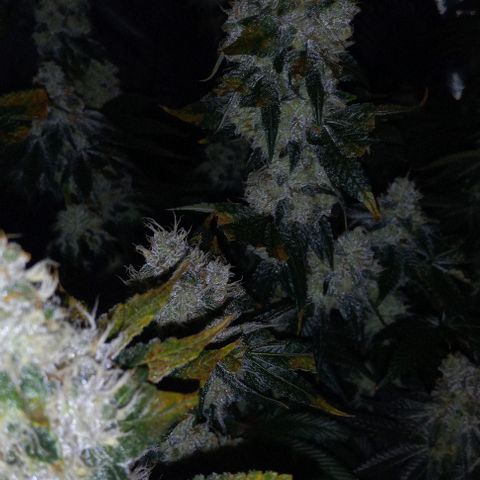 End Game #3 growlog timeline photo