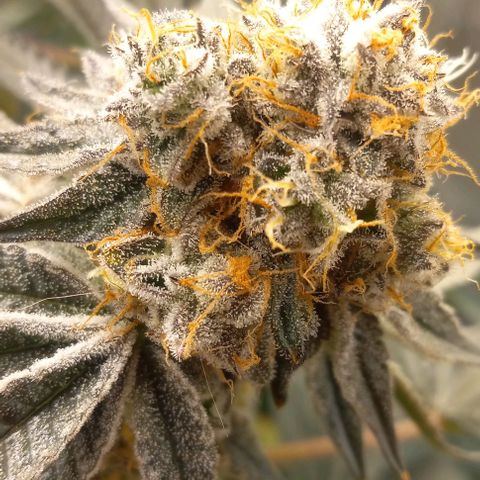 End Game #1 growlog timeline photo