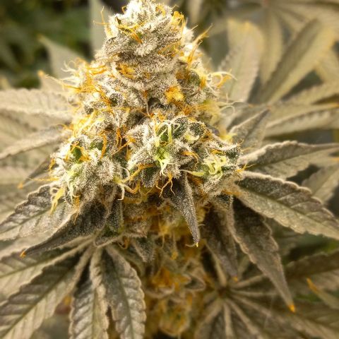 End Game #1 growlog timeline photo