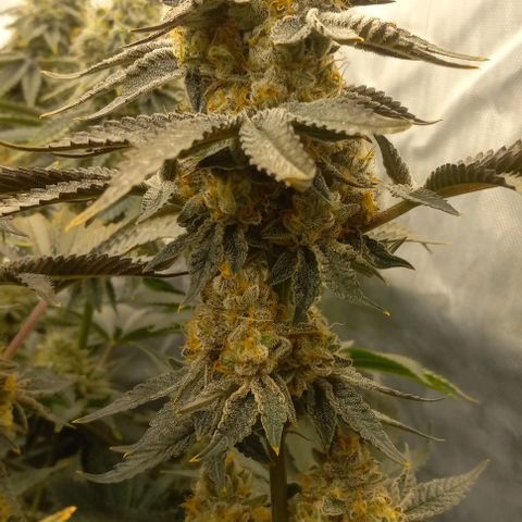End Game #1 growlog timeline photo