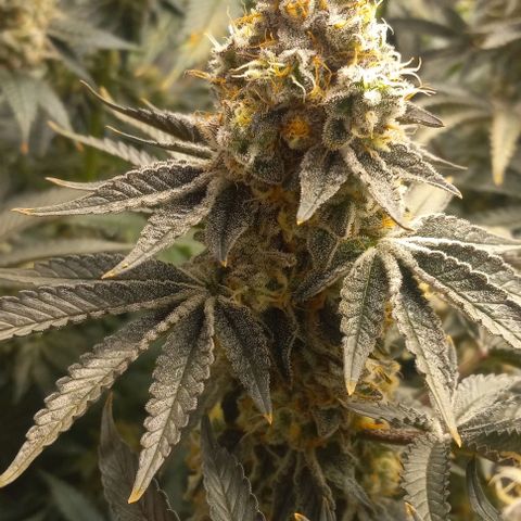 End Game #1 growlog timeline photo