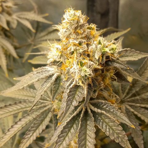 End Game #1 growlog timeline photo