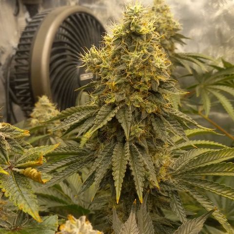 End Game #2 growlog timeline photo