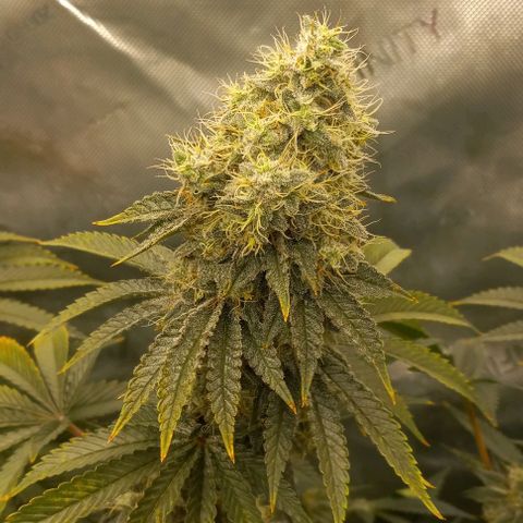 End Game #2 growlog timeline photo