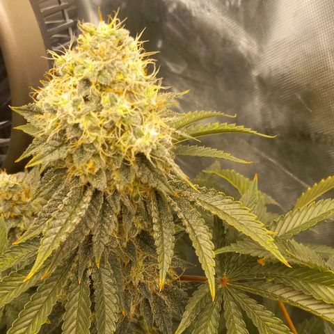 End Game #2 growlog timeline photo