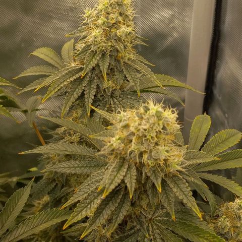 End Game #2 growlog timeline photo