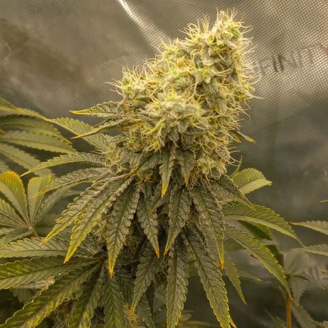 End Game #2 growlog timeline photo