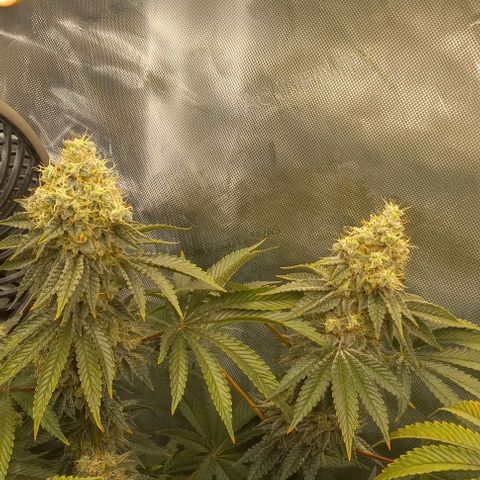 End Game #2 growlog timeline photo