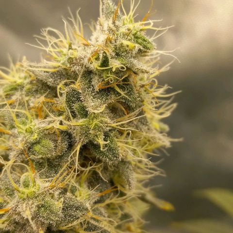 End Game #2 growlog timeline photo
