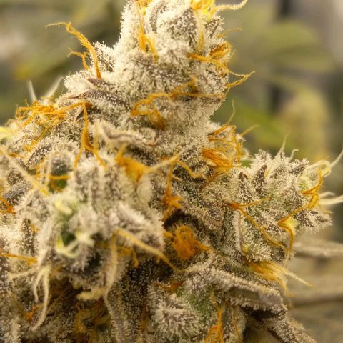 End Game #1 growlog timeline photo