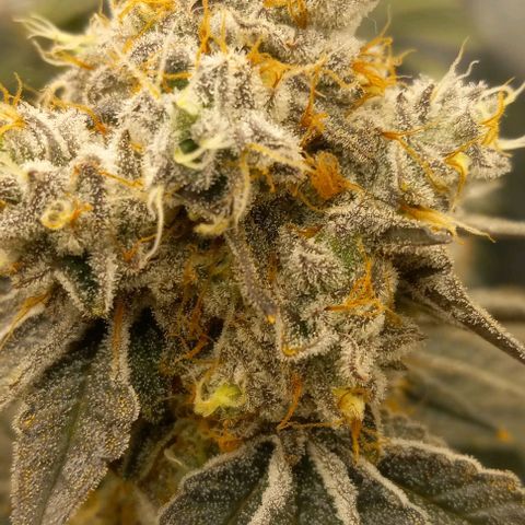 End Game #1 growlog timeline photo
