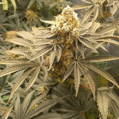 End Game #1 growlog timeline photo