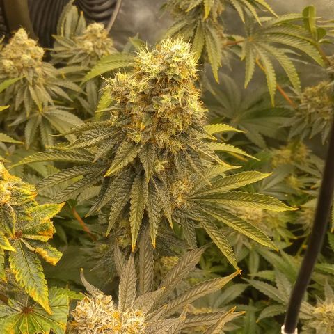 End Game #2 growlog timeline photo
