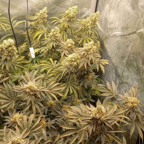 End Game #1 growlog timeline photo
