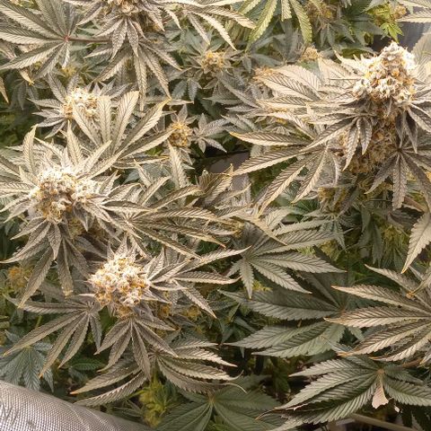 End Game #1 growlog timeline photo
