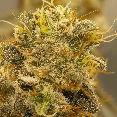 End Game #2 growlog timeline photo