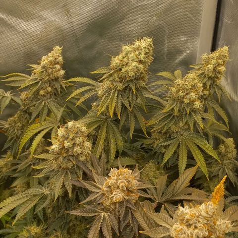 End Game #2 growlog timeline photo