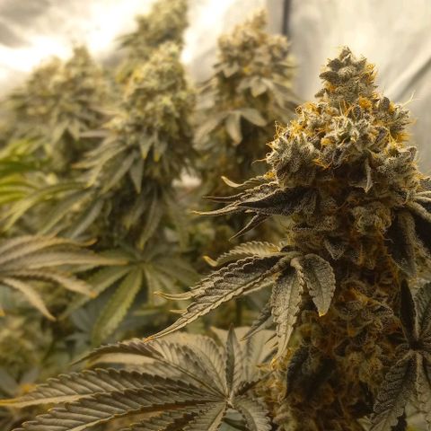 End Game #1 growlog timeline photo