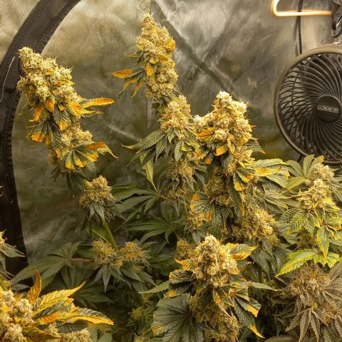 End Game #3 growlog timeline photo
