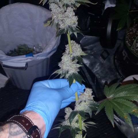 End Game #3 growlog timeline photo