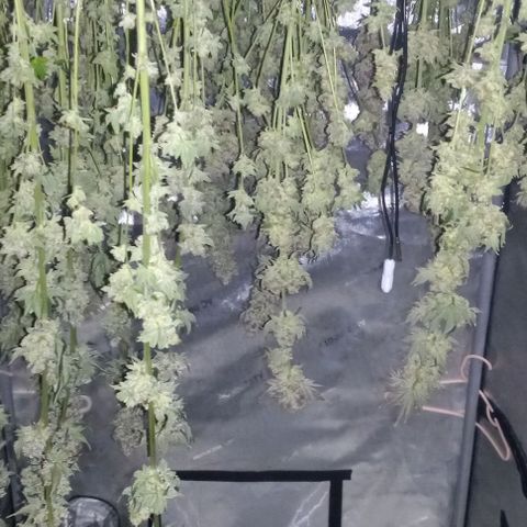 End Game #3 growlog timeline photo