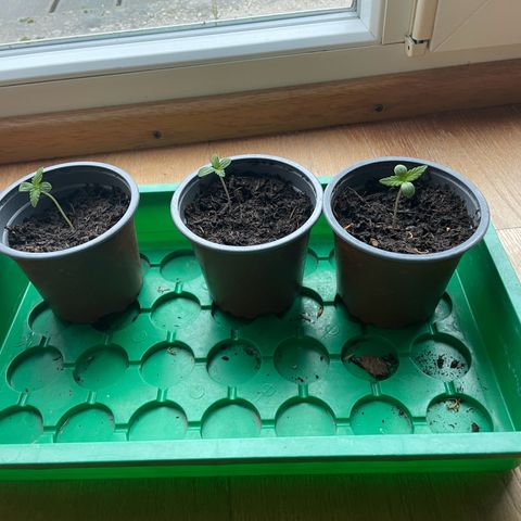 Royal Runtz growlog timeline photo
