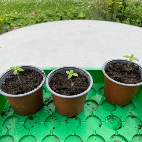 Royal Runtz growlog timeline photo