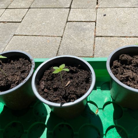 Royal Runtz growlog timeline photo