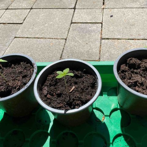 Royal Runtz growlog timeline photo