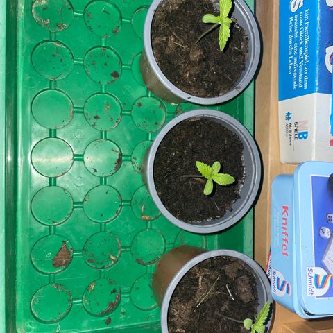 Royal Runtz growlog timeline photo