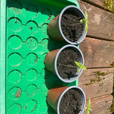 Royal Runtz growlog timeline photo