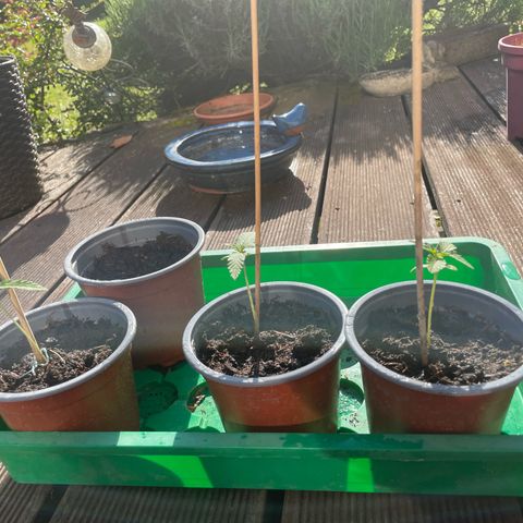 Royal Runtz growlog timeline photo